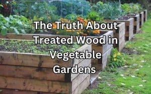 The Truth About Treated Wood in Vegetable Gardens