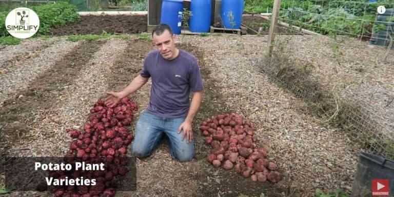 The Best Potatoes for Containers: A Comprehensive Guide - Simplify ...