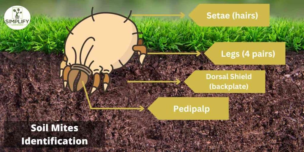 Common Soil Mite Species and How to Manage Them Simplify Gardening