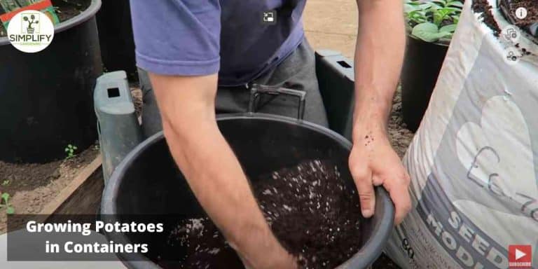The Best Potatoes for Containers: A Comprehensive Guide - Simplify ...