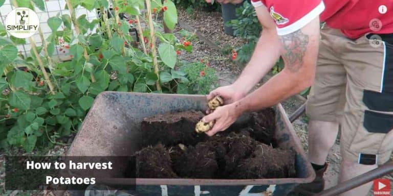 Container Potatoes Fall Back The Best Potatoes for Containers: A Comprehensive Guide - Simplify ...