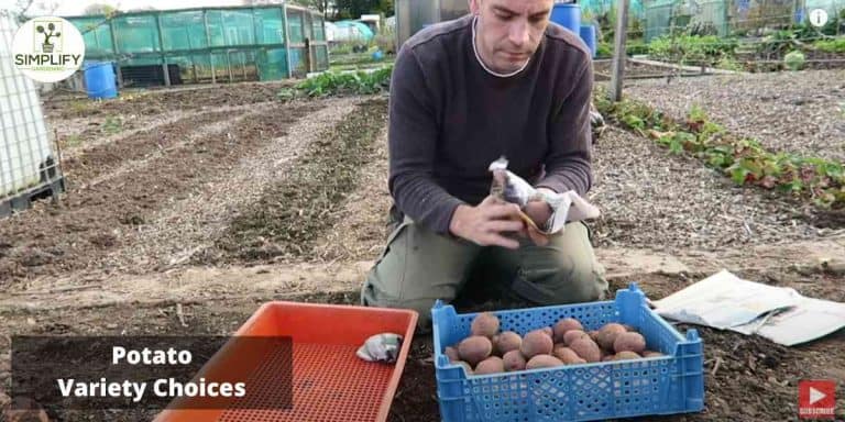 The Best Potatoes for Containers: A Comprehensive Guide - Simplify ...
