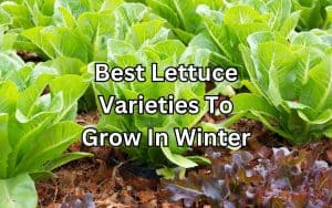 A vibrant image of crisp, fresh lettuce leaves, the best lettuce to grow indoors in winter.