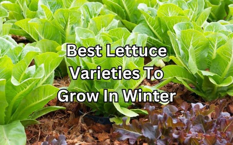 Vegetable garden showing best lettuce varieties grow winter — growing guide at simplifygardening.com