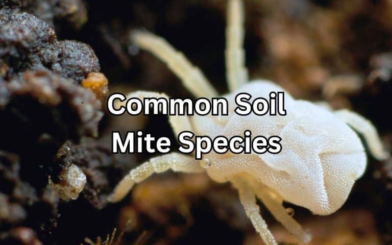 Common soil mite species in the kitchen garden — covered in Tony O'Neill's pest management guides