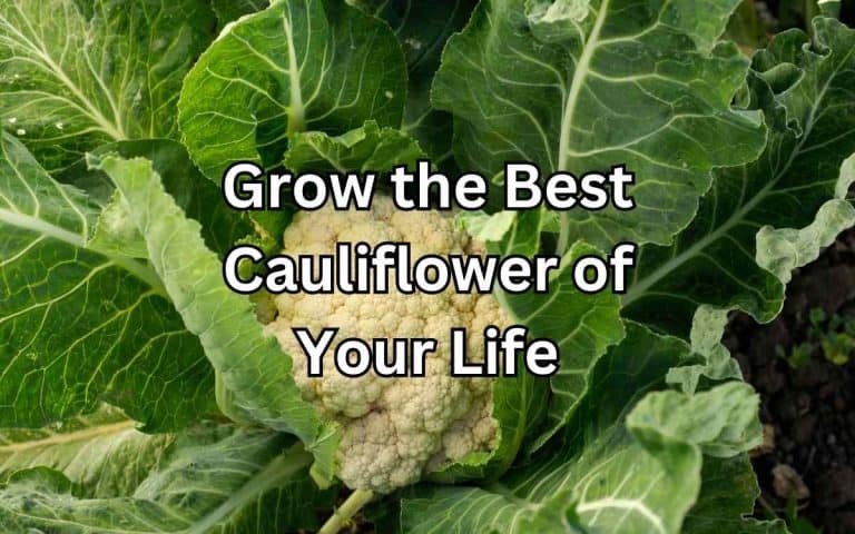 Grow best cauliflower life — practical growing guidance from Tony O'Neill at simplifygardening.com