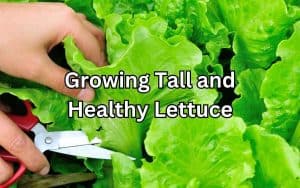 A woman in a kitchen, holding a knife and cutting a vibrant green lettuce leaf. The lettuce is fresh and flourishing, growing tall and healthy.