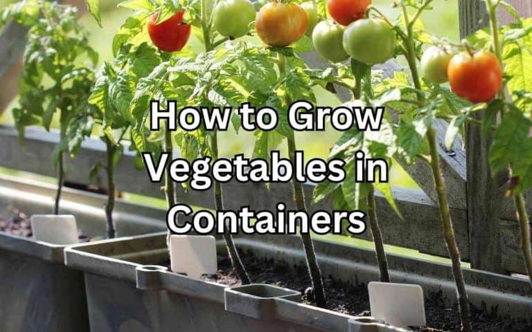 Grow vegetables containers covered in Tony O'Neill's Simplify Gardening at simplifygardening.com