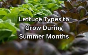 A vibrant garden showcasing different varieties of lettuce types to grow during summer months. Lush green and red lettuces thrive in neat rows, offering a delightful display of colors and textures.