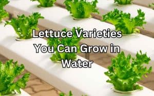 A vibrant photo showcasing lettuce varieties growing hydroponically in a nutrient-rich water system.