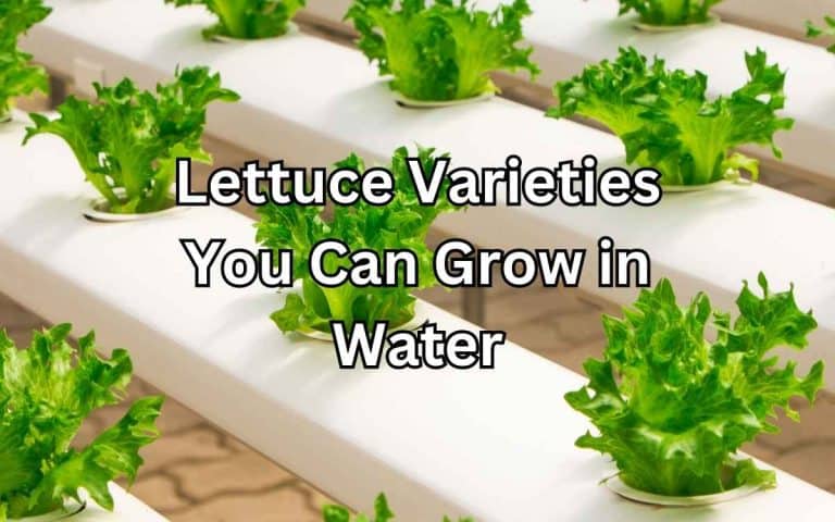 Lettuce varieties you grow water in the kitchen garden — practical vegetable growing from simplifygardening.com