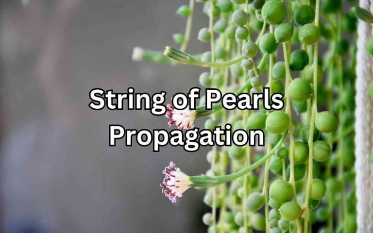 String pearls propagation covered in Tony O'Neill's Simplify Gardening at simplifygardening.com