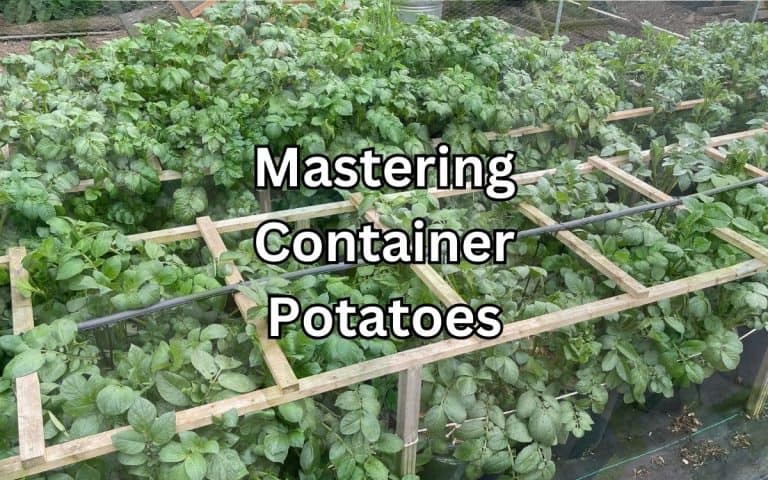 Potato growing stage showing mastering container potatoes from Tony O'Neill's Simplify Gardening potato guide