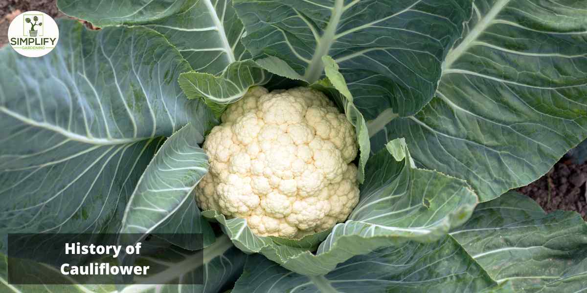 A close-up photo of a white cauliflower plant in full bloom, taken from an overhead perspective as the plant grows in a garden.