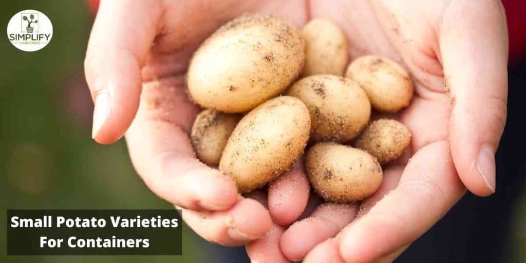 Discover the Best Small Potato Varieties for Container Planting