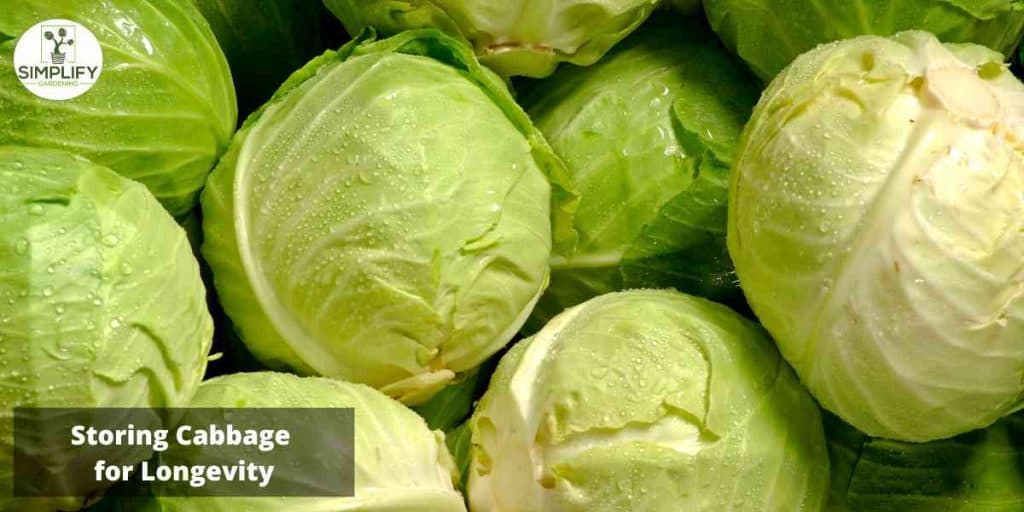 The Ultimate Guide to Growing Cabbage Simplify Gardening