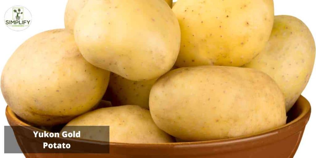 Discover the Best Small Potato Varieties for Container Planting