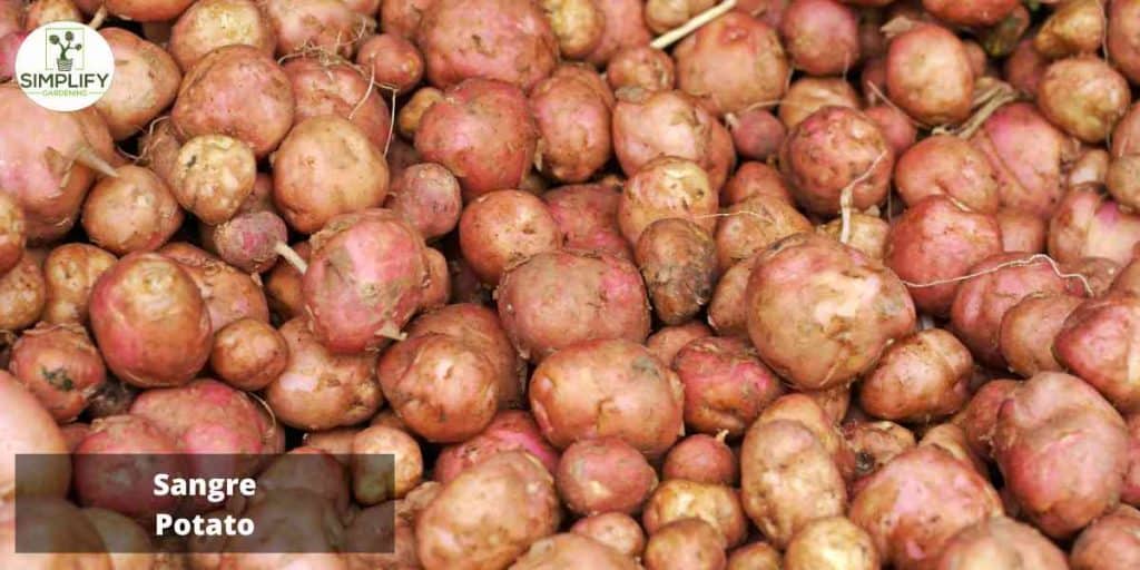 Discover the Best Small Potato Varieties for Container Planting