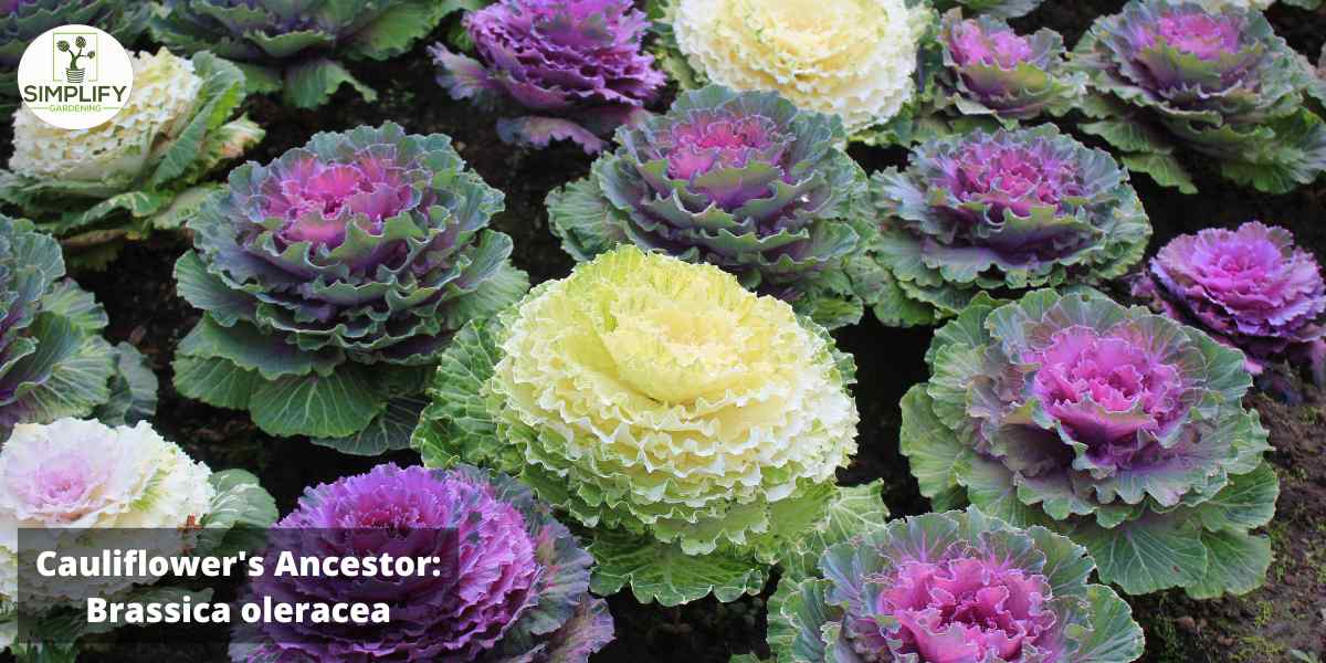 A photo of various Brassica oleracea plants in different shades of green, purple, and white. These plants are the ancestors of cauliflower and have a similar appearance with thick stems and large, leafy branches. The plants are arranged closely together and fill the entire frame of the photo.