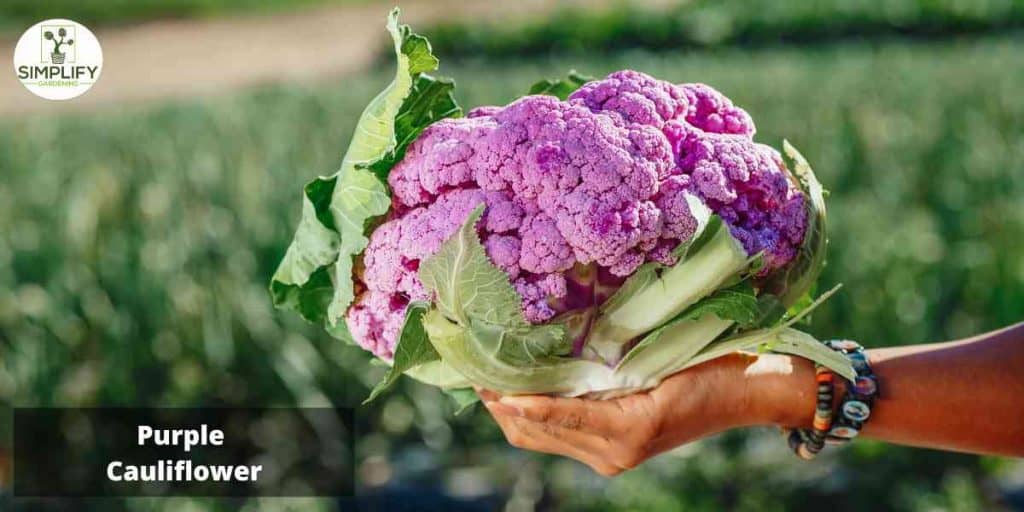 The Ultimate Guide to Growing Cauliflower An InDepth Look Simplify