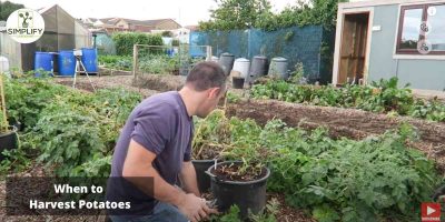 Harvesting Tips: When And How To Harvest Your Vegetables