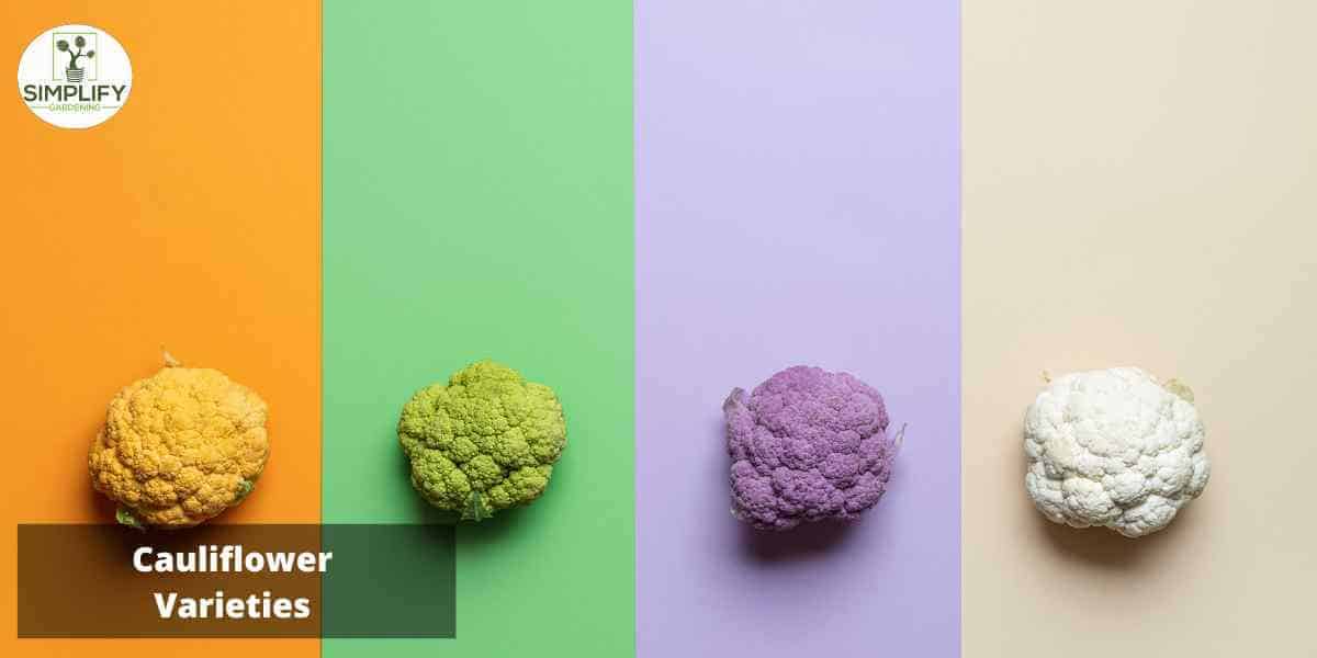 A photo of a group of cauliflowers with unique colors including orange, green, purple, and white, arranged on a plain background matching their respective colors.