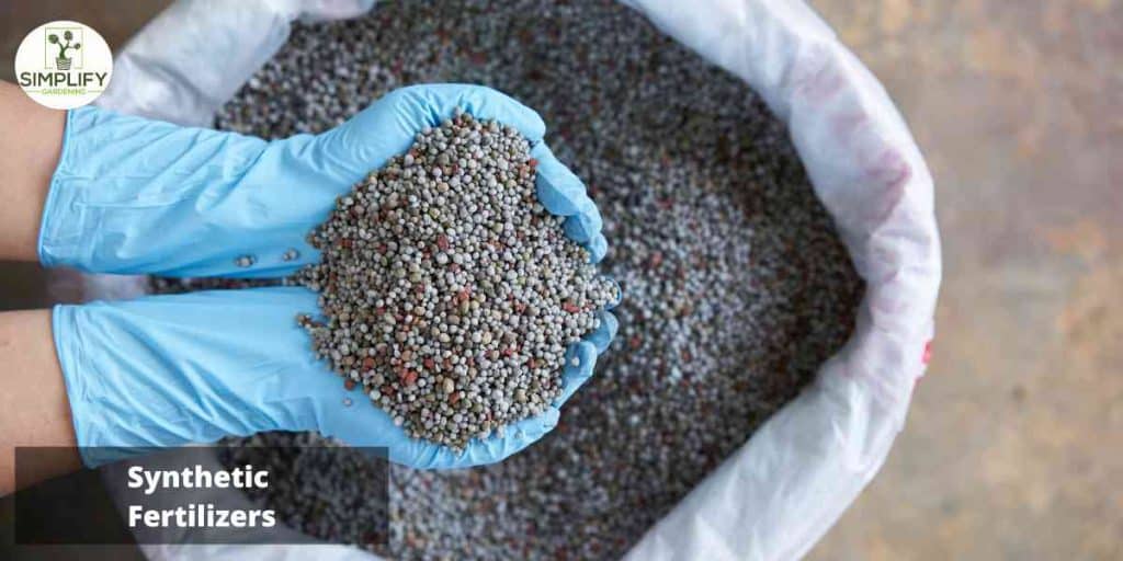 Top 5 Fertilizers for Cabbage Growth and Yield Simplify Gardening