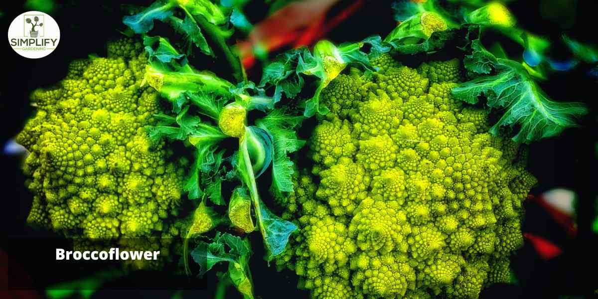 A close-up photograph of a vibrant green broccoflower, showcasing its intricate, spiraled florets and textured surface. The vegetable is centered in the frame against a blurred background, allowing the viewer to appreciate its unique shape and vibrant color.