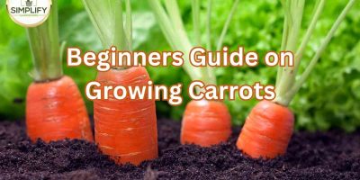 How to Grow Carrots: A Comprehensive Guide for Beginners