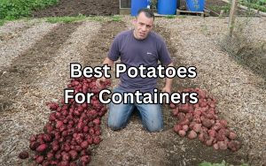 what are the best potatoes to grow in containers