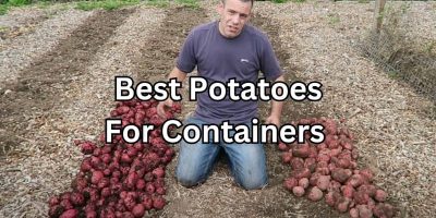 The Best Potatoes for Containers: A Comprehensive Guide