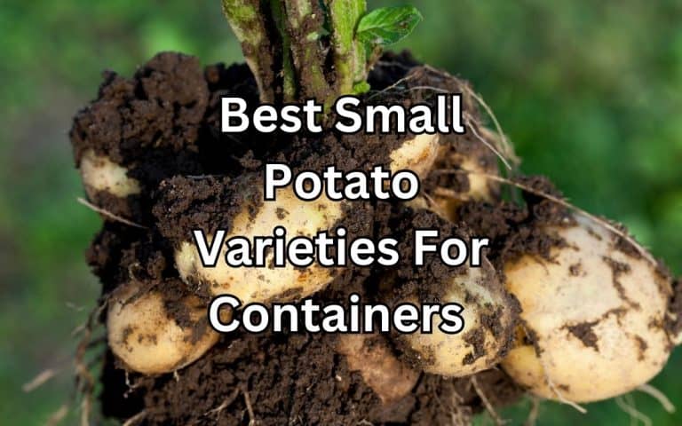 Potato growing stage showing best potato varieties containers from Tony O'Neill's Simplify Gardening potato guide
