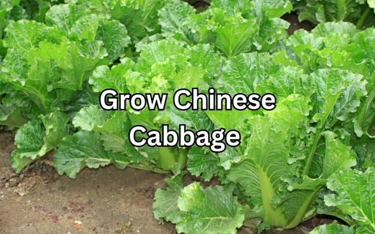 Grow chinese cabbage in the kitchen garden — practical vegetable growing from simplifygardening.com