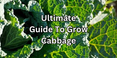 The Ultimate Guide to Growing Cabbage