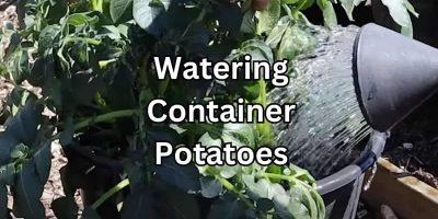 Container Potato Watering 101: Everything You Need to Know
