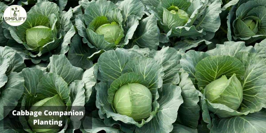 Cabbage Companion Planting Made Simple Tips & Tricks Simplify Gardening
