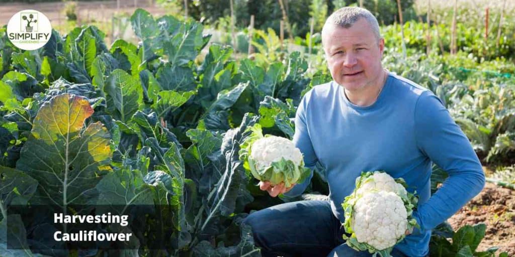 Expert Advice for Harvesting Cauliflower Like a Pro Simplify Gardening