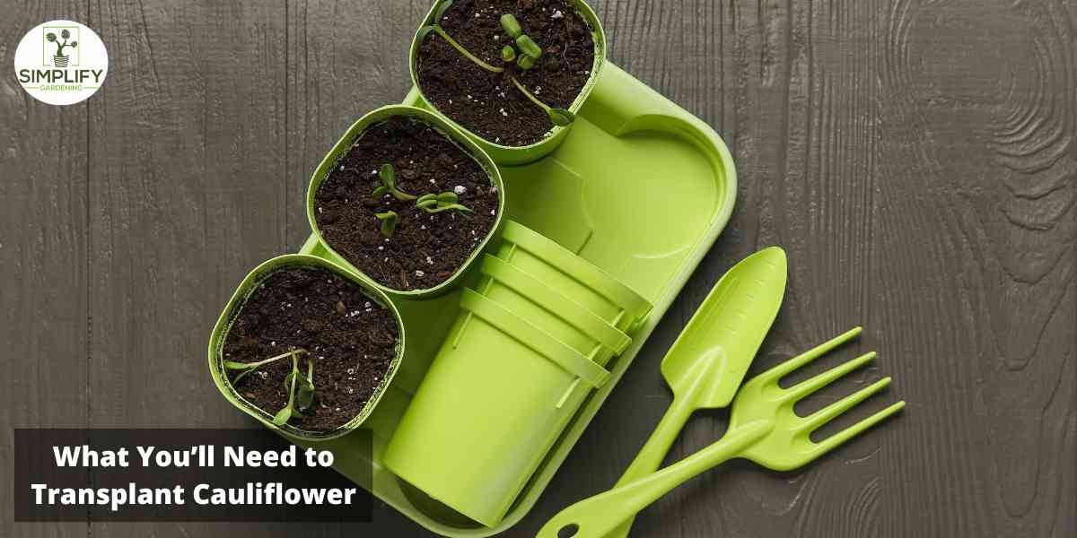 A set of garden tools irranged on a table next to several small seedlings in pots. The tools are likely being used for transplanting the seedlings into larger containers or into the ground.