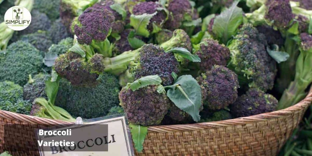 The Ultimate Guide to Growing Broccoli Tips, Tricks, and Varieties Simplify Gardening