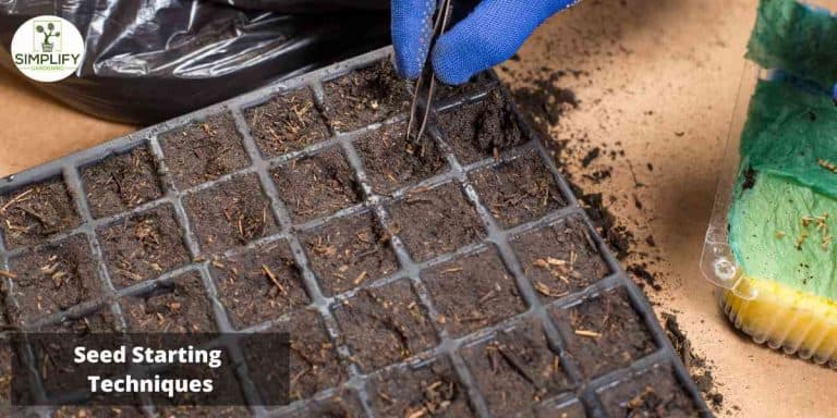 Expert gardener nurtures sprouting potential planting seeds seed at the correct stage for transplanting into the vegetable garden