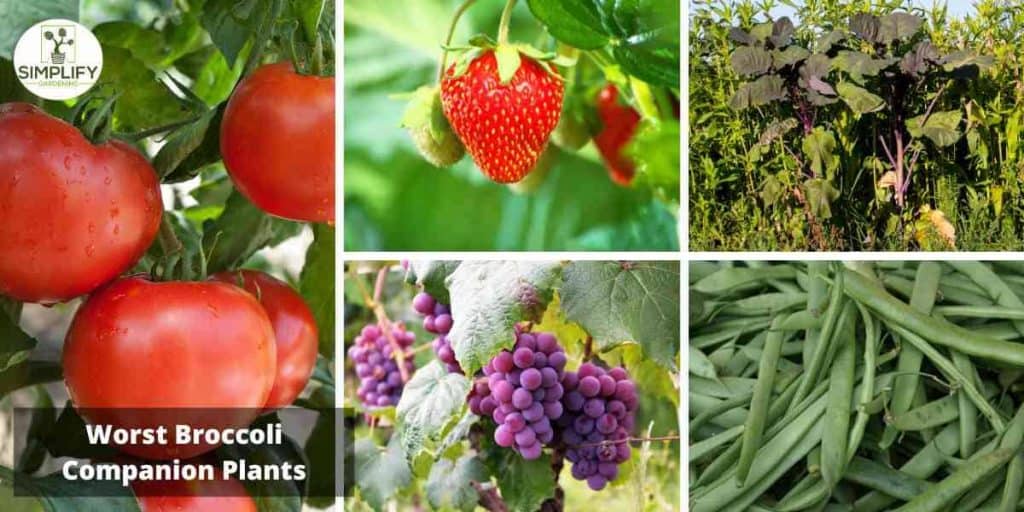 The Best and Worst Broccoli Companions What to Plant Nearby Simplify