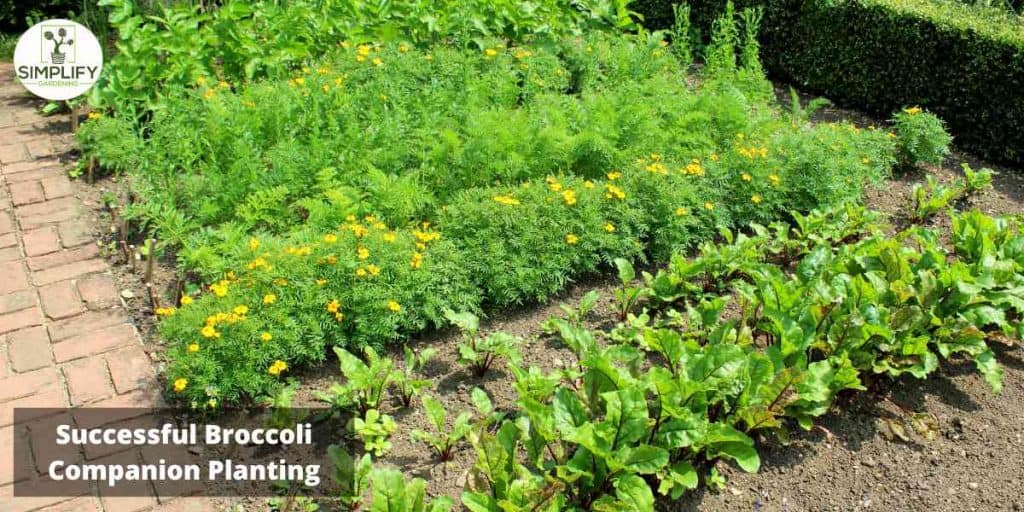 The Best and Worst Broccoli Companions What to Plant Nearby Simplify