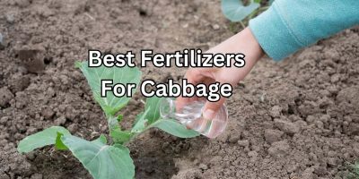 Top 5 Fertilizers for Cabbage Growth and Yield