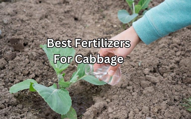 Best fertilizers cabbage in the kitchen garden — practical vegetable growing from simplifygardening.com