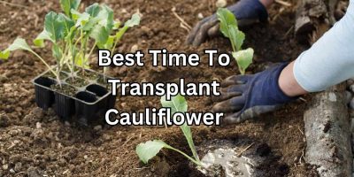 The Best Time for Transplanting Cauliflower Seedlings