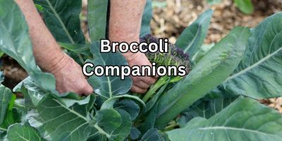 The Best and Worst Broccoli Companions: What to Plant Nearby