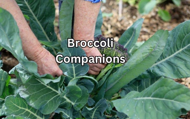 Vegetable garden showing broccoli companions — growing guide at simplifygardening.com