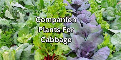 Cabbage Companion Planting Made Simple: Tips & Tricks