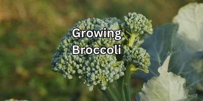 The Ultimate Guide to Growing Broccoli: Tips, Tricks, and Varieties