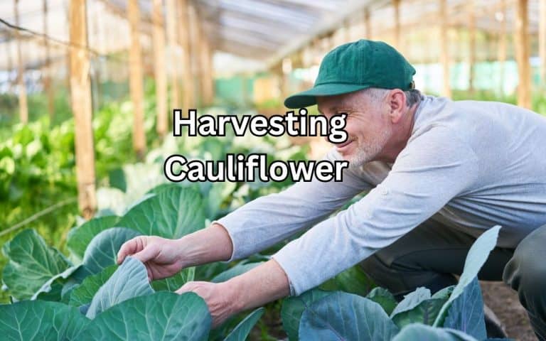 Harvesting cauliflower — honest, systems-based gardening advice from simplifygardening.com